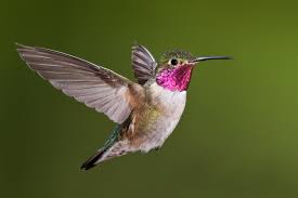 What Does Google’s New Hummingbird Algorithm Mean for You?